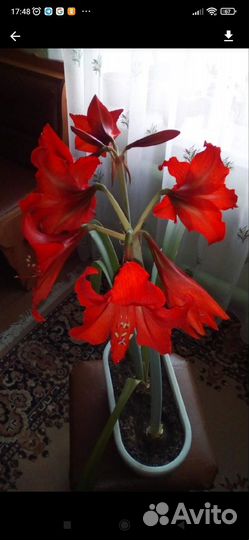 Гиппиаструм