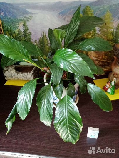 Спатифиллум