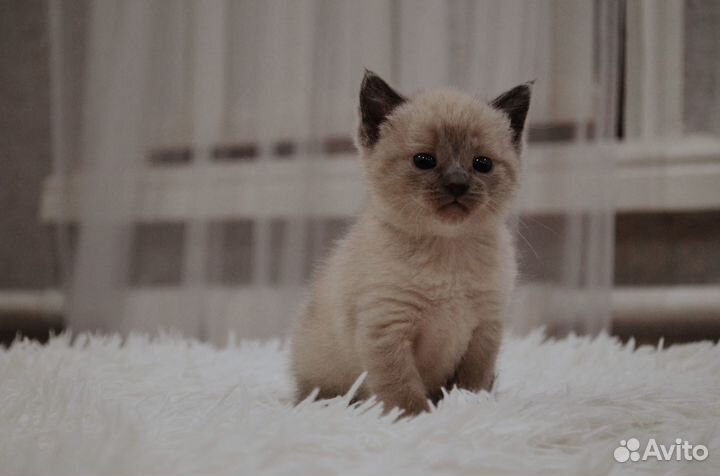 Котенок