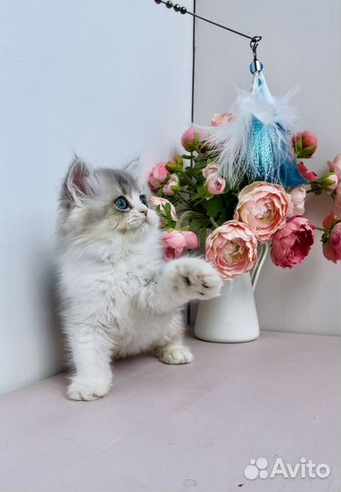 Голубой британский котенок