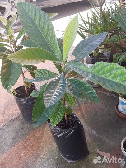 Мушмула японская