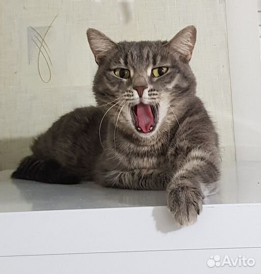 Кошка Соня в добрые руки