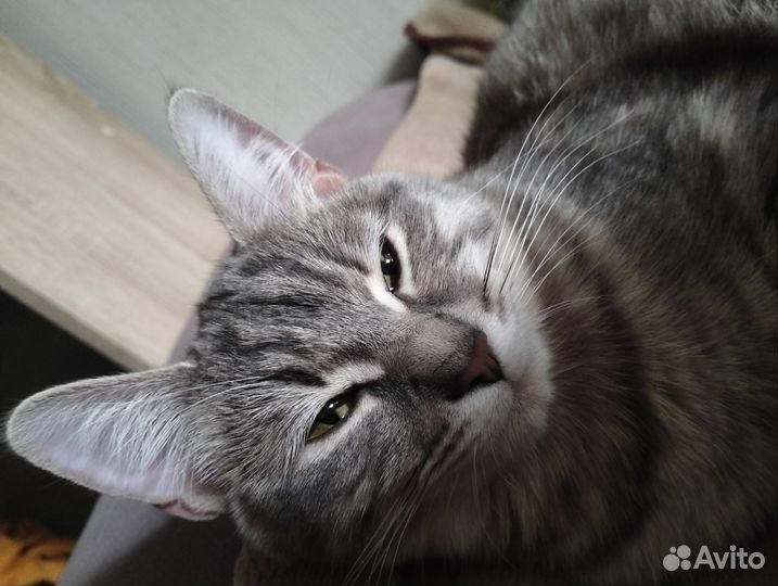 Кошки в добрые руки