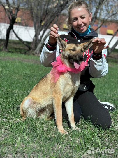 Щенок Креветка в добрые руки