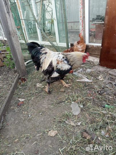 Цыплята,петушки и утки обмен на корм