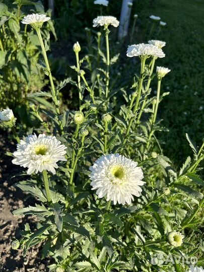 Ромашка садовая