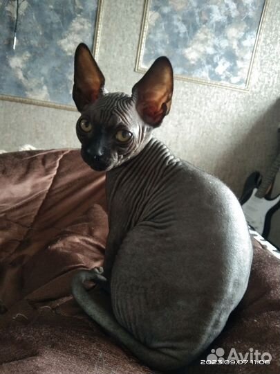 Канадский сфинкс