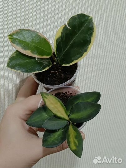 Комнатные растения 2