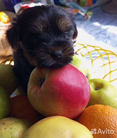 Йоркширский терьер