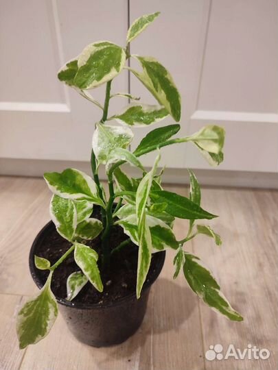 Венерин волос или Адиантум.Колеус Блюме.Педилантус