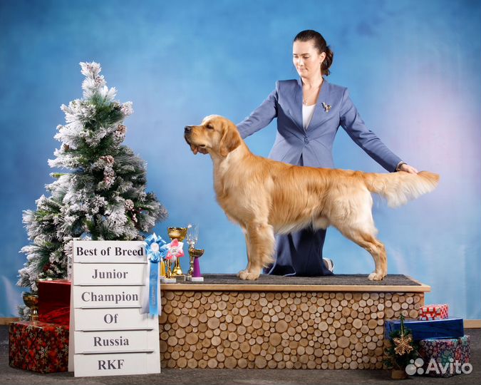 Вязка Золотистый ретривер