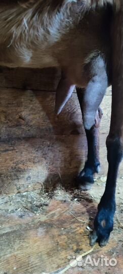 Коза камори