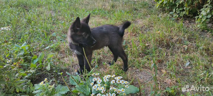 Щенок помесь хаски