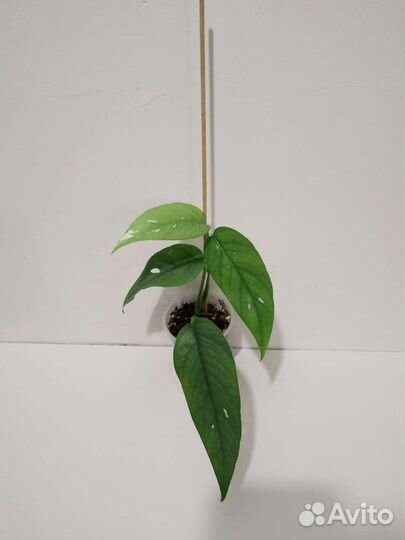 Эпипремнумы