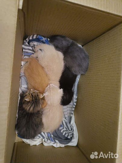 Sosкотята ищут дом