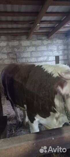 Быки живым весом продать