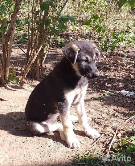 Щенки-девочки 3,5 месяца