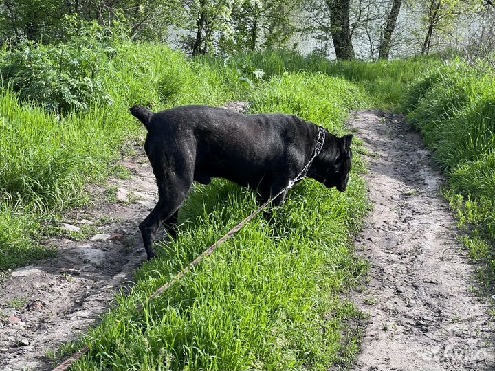 Кобель вязка кане Корсо
