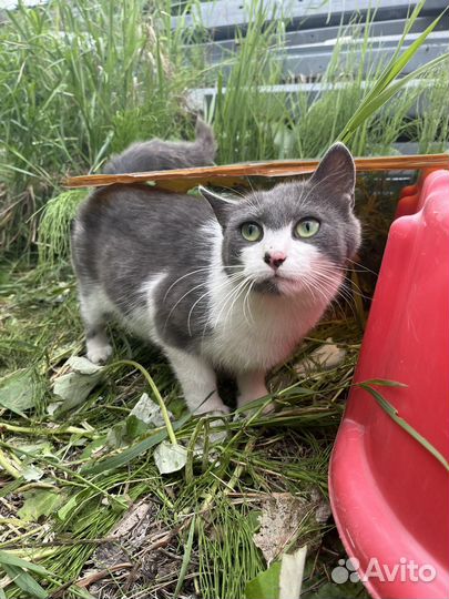 Кошка в добрые руки