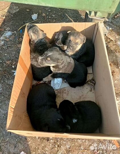 Кутята в добрые руки