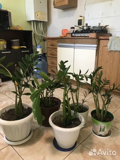 Комнатные цветы