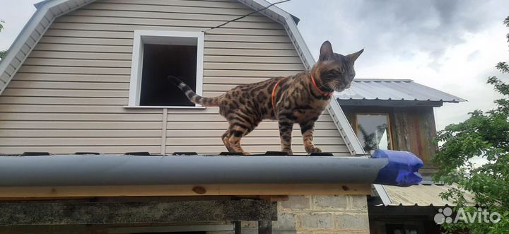 Бенгальский кот в добрые руки