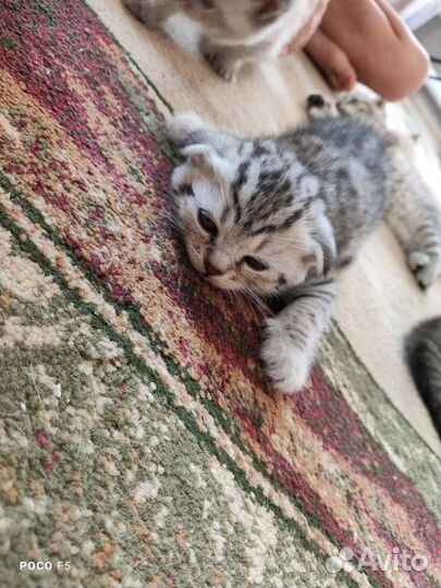 Шотландская