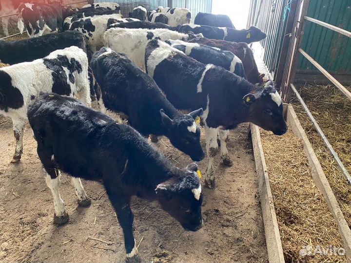 Крс бычки И телки