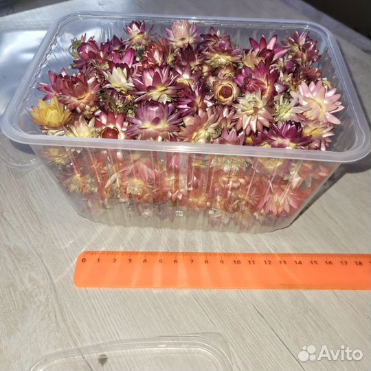 Гелихризум сухоцветы