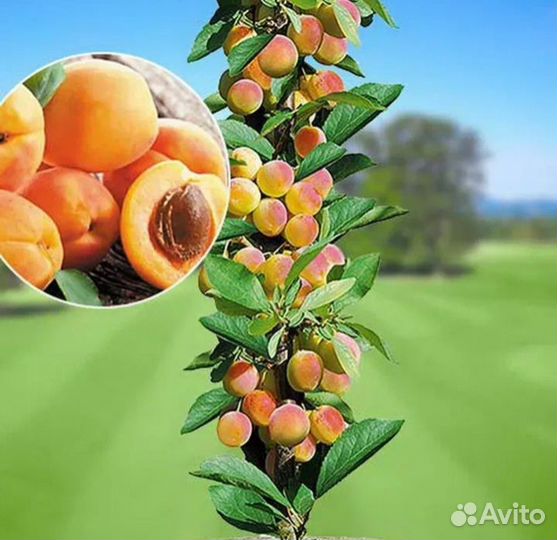 Абрикос Колоновидный зкс