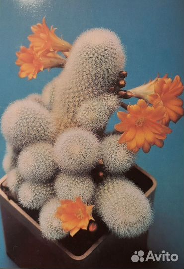 Набор открыток 