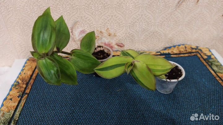 Каллизия конгеста два сорта