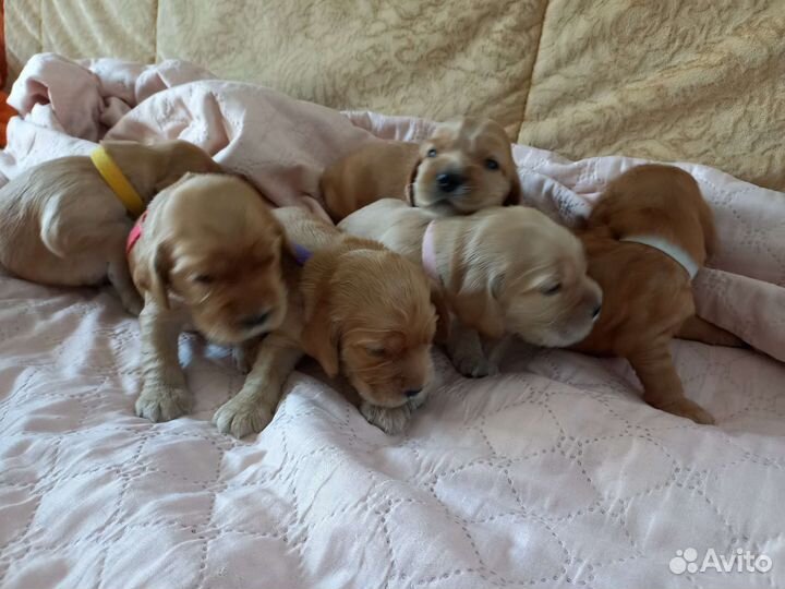 Кокер спаниель