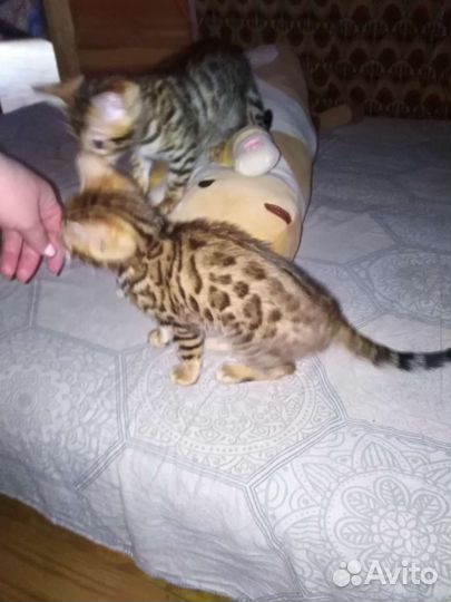 Бенгальские котята