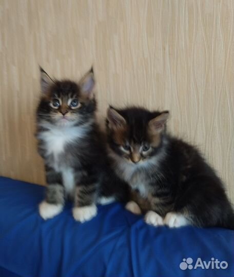 Мейнкуны Уральские самоцветики