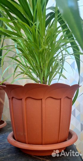 Панданус винтовая пальма