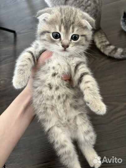 Шотландская