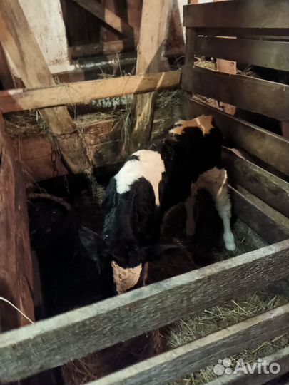 Телёнок бычок