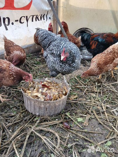 Продам петуха