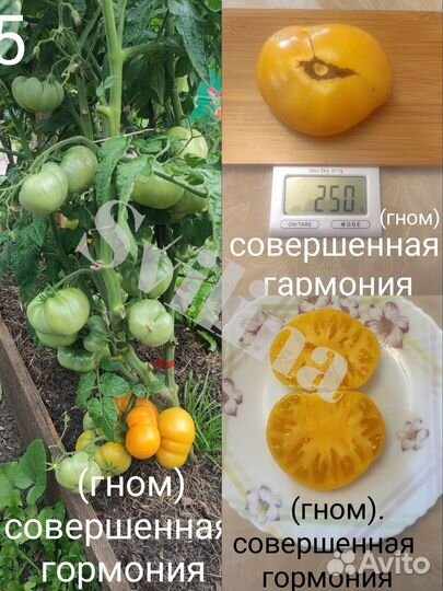 Семена томатов