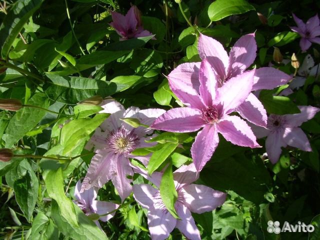 Клематисы