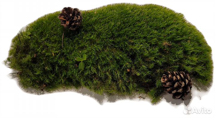Поделка в садик мох кочка красивый мох