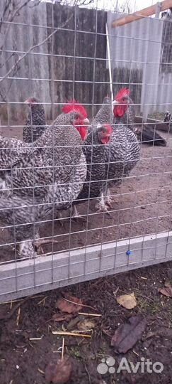 Цыплята Мехеленская и Леггорн стандарт