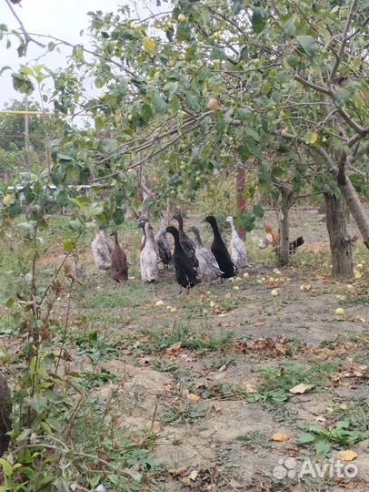 Утки индийский бегунок