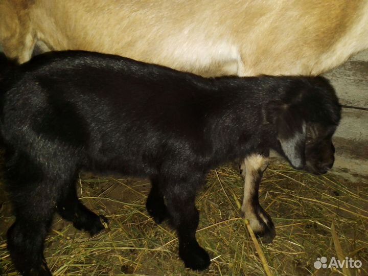 Козлик нубийский 50% зааненский 25%. Забронирован