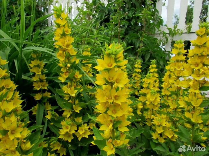 Вербейник. Многолетние для вашего сада