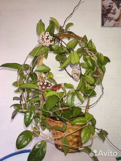 Огромная Хойя Карноза