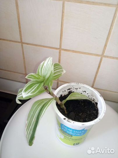 Комнатные цветы