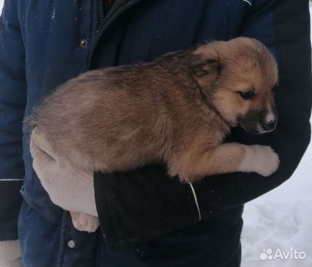 Сибирский хаски