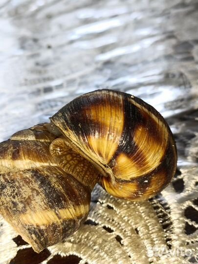 Улитки виноградные